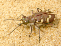 Cicindela maritima